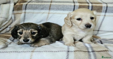 Miniature Dachshund dogs - Advert 13