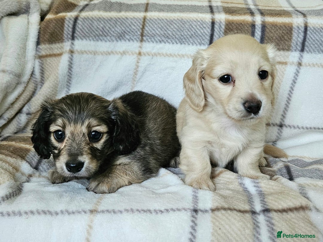 Miniature Dachshund dogs for sale: Mini dachshunds, long haired cream girls - Image 3