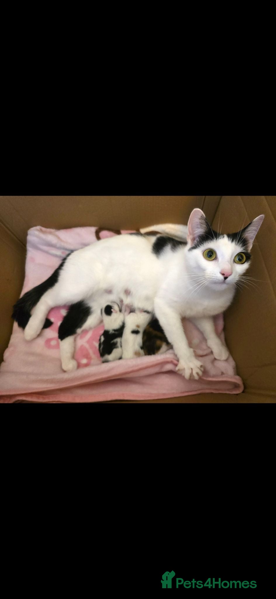 Mixed Breed cats 3 kittens looking for forever homes - Advert 3