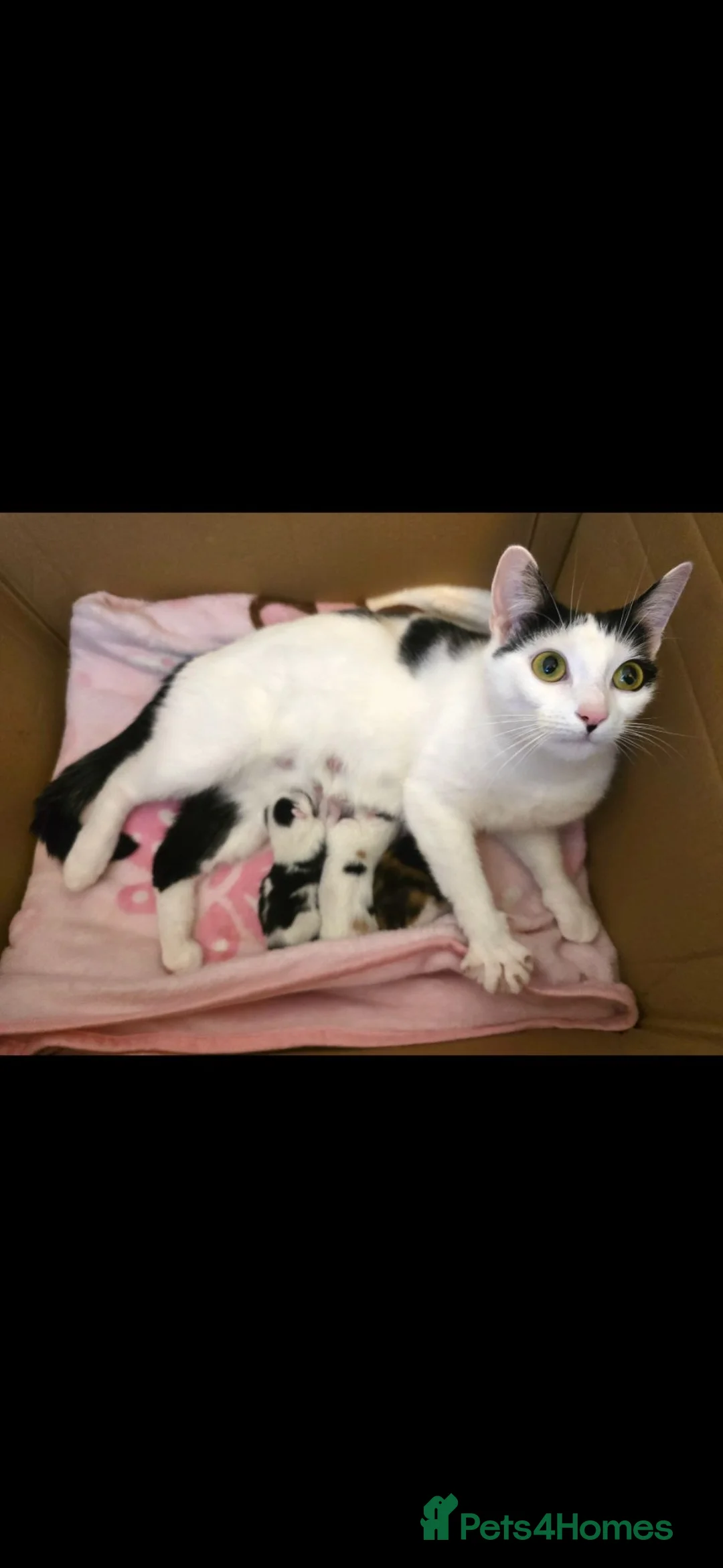 Mixed Breed cats for sale: 3 kittens looking for forever homes - Advert 1