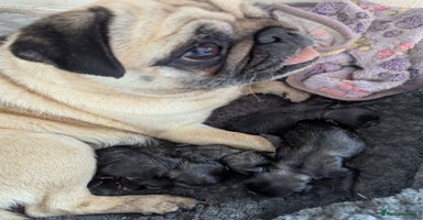 Pug dogs in Coalville - Advert 14