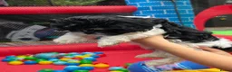 Shih Tzu dogs for sale: Beautiful shitzu for sale - Advert 11
