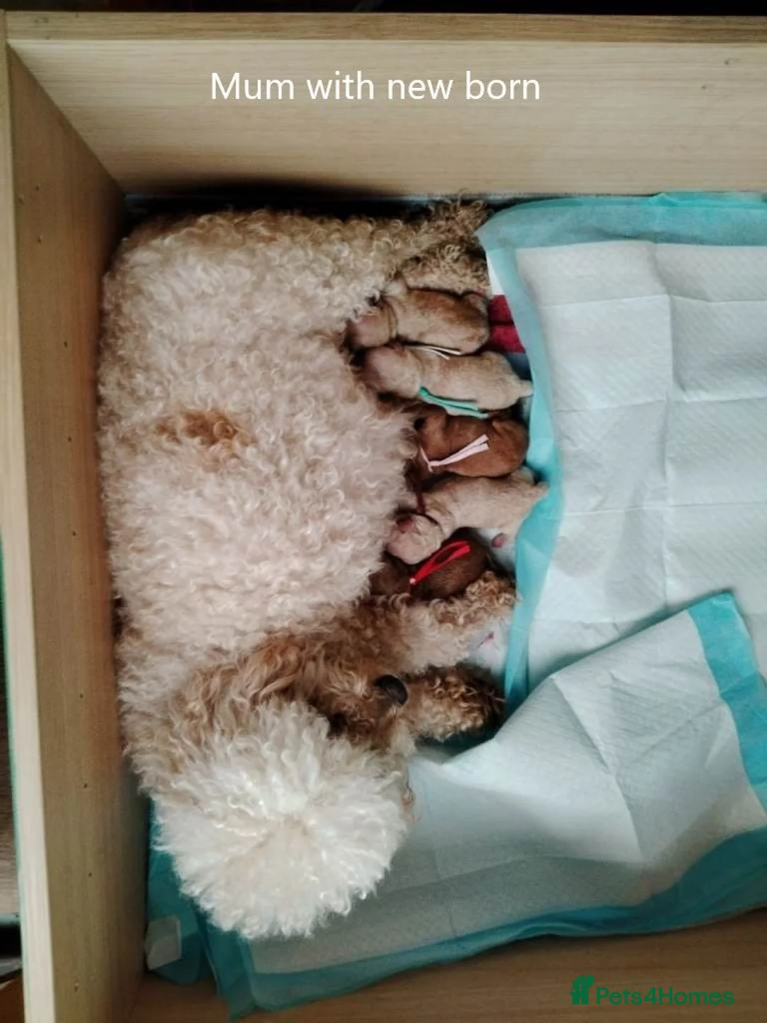 Mixed Breed dogs for sale: Gorgeous Maltipoo x Cockapoo Puppies - Advert 2