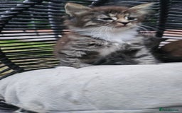 Persian cats for sale: Very beatifull perian kittens - Image 20