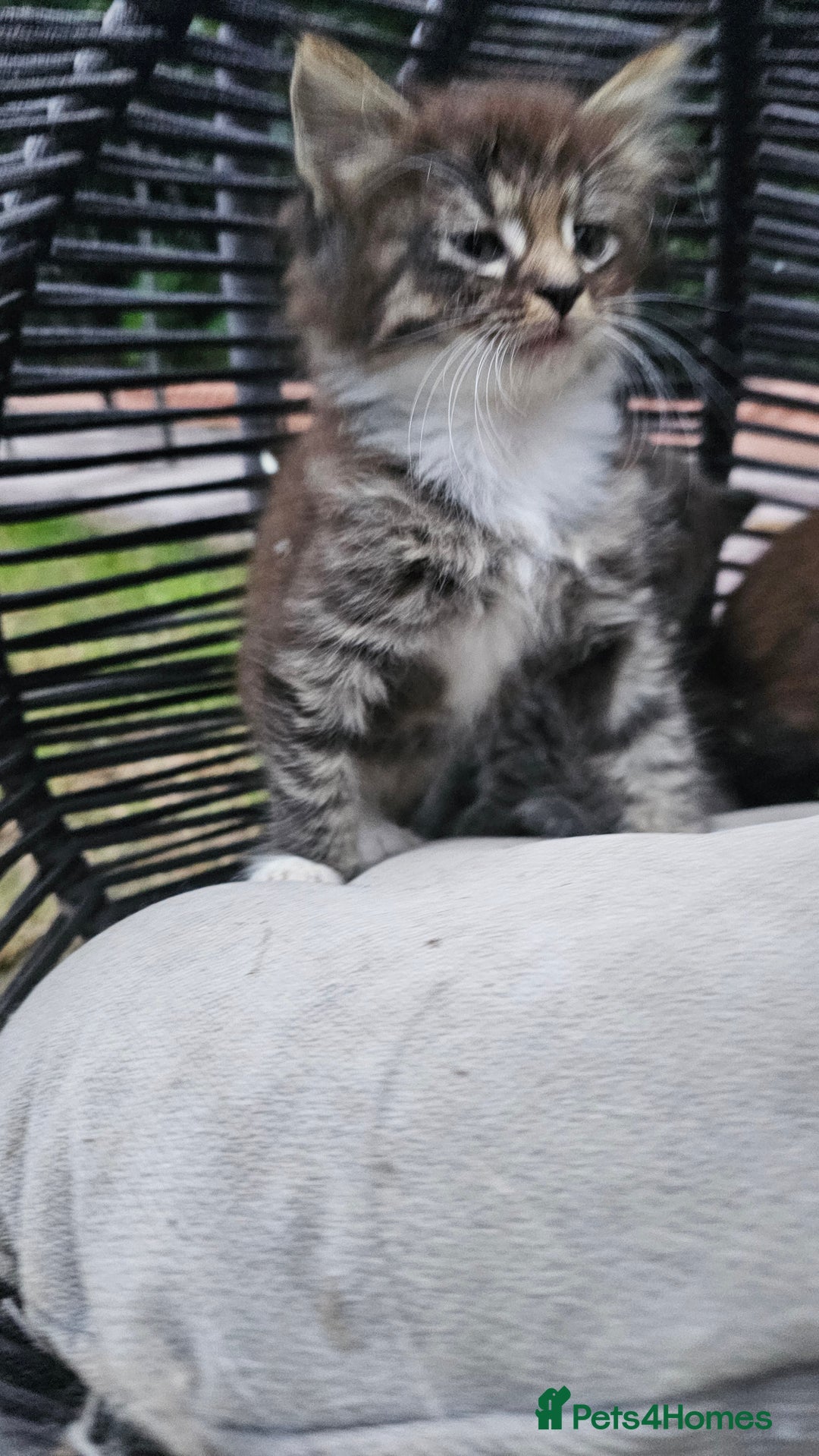 Persian cats for sale: Very beatifull perian kittens - Image 20