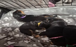 Rottweiler dogs for sale: 4 beautiful rottweiler puppies - Advert 12