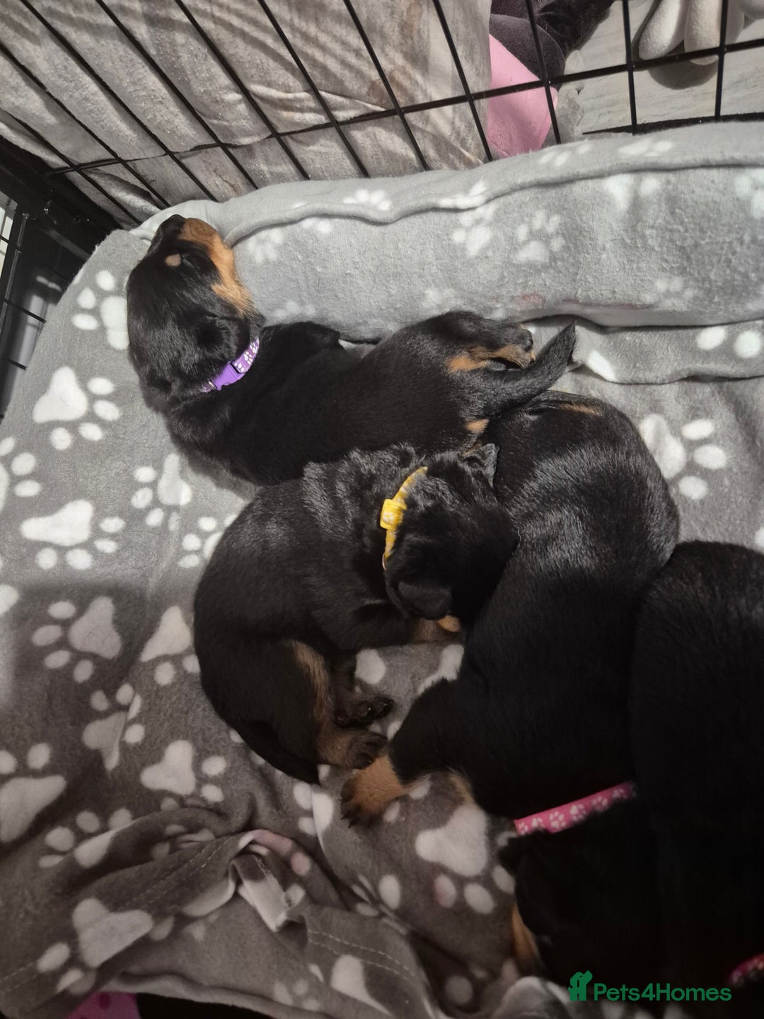 Rottweiler dogs for sale: 4 beautiful rottweiler puppies - Advert 12