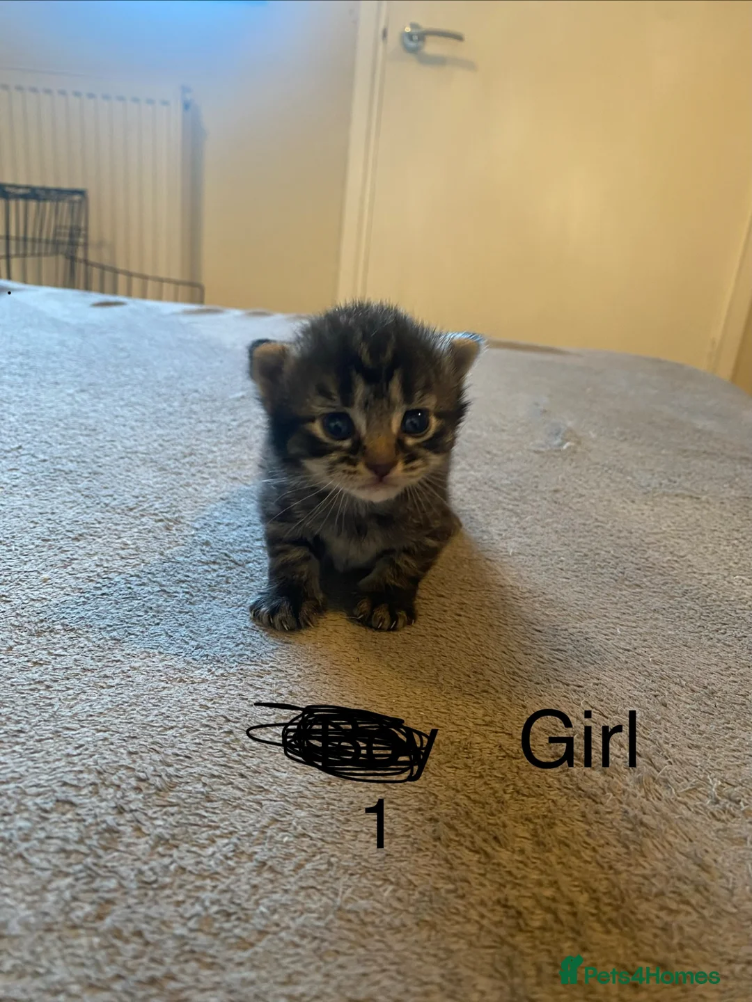 Mixed Breed cats for sale: 4 beautiful tabby kittens in Gateshead - Advert 5