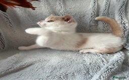 British Shorthair cats for sale: Excellent type Cream & white BSH boy  - Image 7