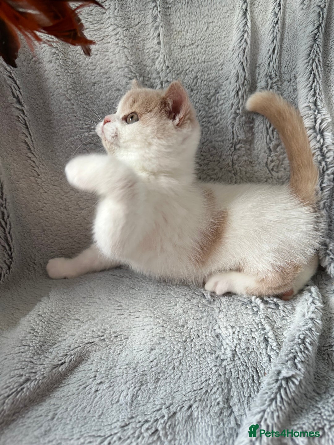 British Shorthair cats for sale: Excellent type Cream & white BSH boy  - Image 7