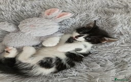Mixed Breed cats for sale: Beautiful 3 males ginger black white kittens  - Image 1