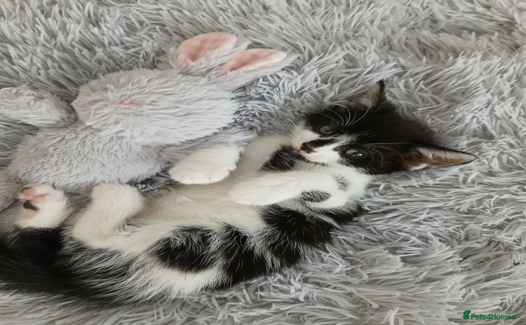 Mixed Breed cats - Advert 16