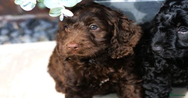 Cockapoo dogs - Advert 14