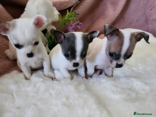 Chihuahua dogs - Advert 8