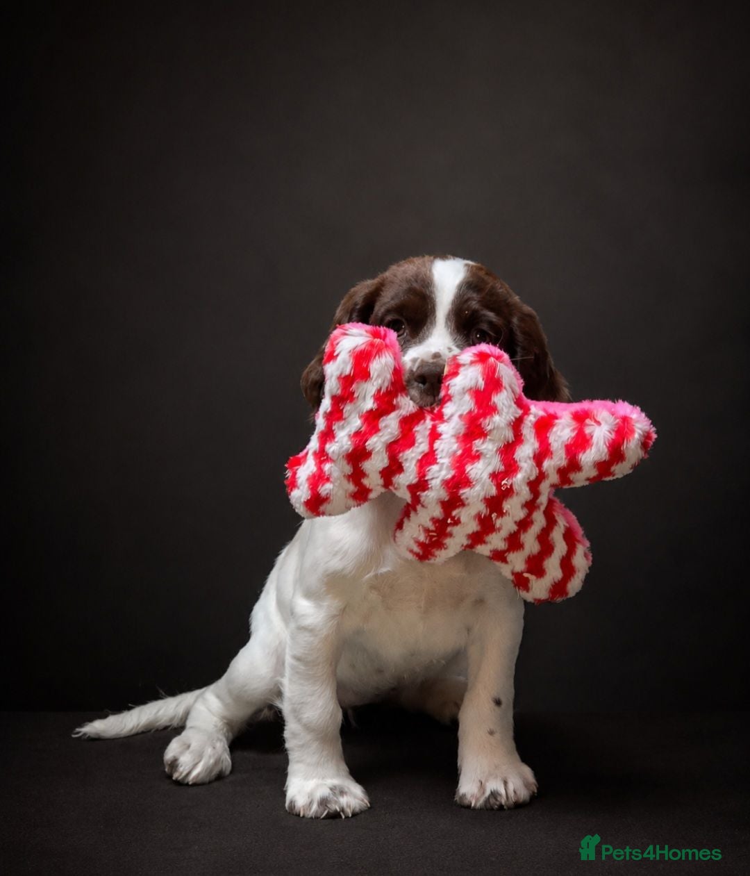 Mixed Breed dogs Clumber springer cocker 2 available  - Advert 18