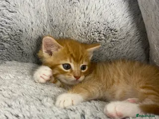 Mixed Breed cats Adorable Male Ginger And White Kitten Ready To Go - Advert 3