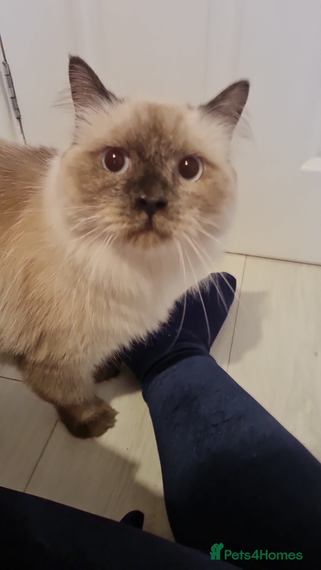 Mixed Breed cats for adoption: Ambrose is looking for love - Advert 5