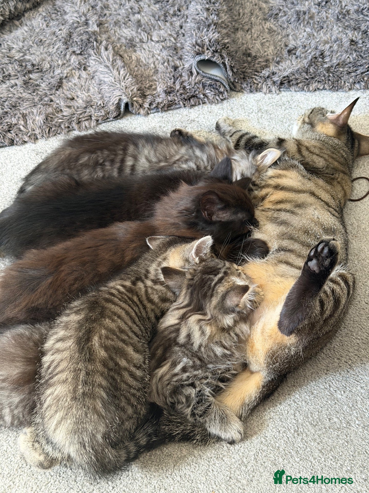 Mixed Breed cats Tabby Kittens looking for there forever home - Advert 1