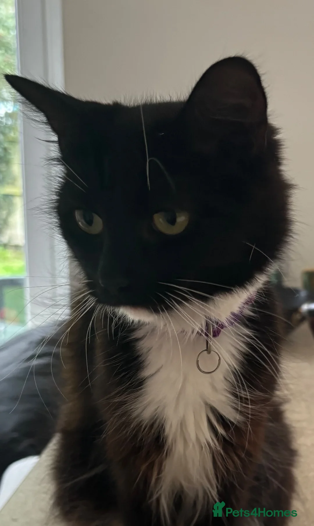 Mixed Breed cats for sale: Kittens male and female in Carmarthen - Advert 7