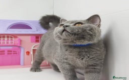 British Shorthair cats for sale: Blue British Shorthair Kittens - Advert 2