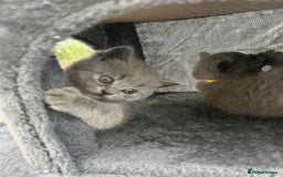 British Shorthair cats for sale: 5 playful blue British short hair kittens  - Image 11