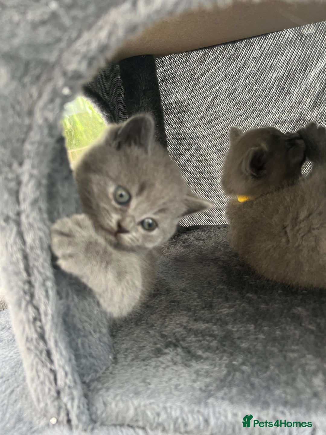 British Shorthair cats for sale: 5 playful blue British short hair kittens  - Image 11