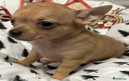 Chihuahua dogs for sale: Chihuahua puppies - Image 2