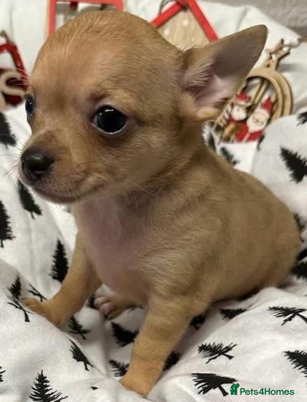Chihuahua dogs for sale: Chihuahua puppies - Image 2