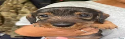 Dachshund dogs for sale: 3 beautiful boy wired haired sausages  - Advert 17