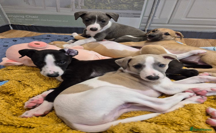 Whippet dogs - Advert 1