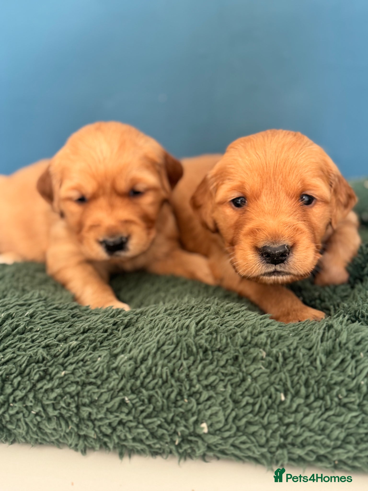 Golden Retriever dogs 8 exceptional Golden Retriever  - Advert 1