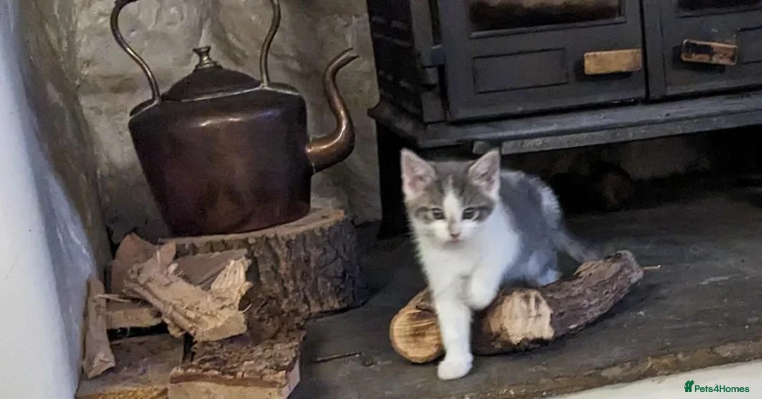 Mixed Breed cats for sale: Beautiful Fluffy kittens. Quarter Ragdoll  - Advert 17