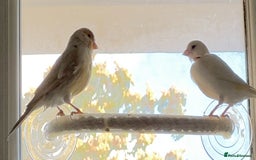 Canaries birds for sale: Adorable Omelette Male Canary - Image 8