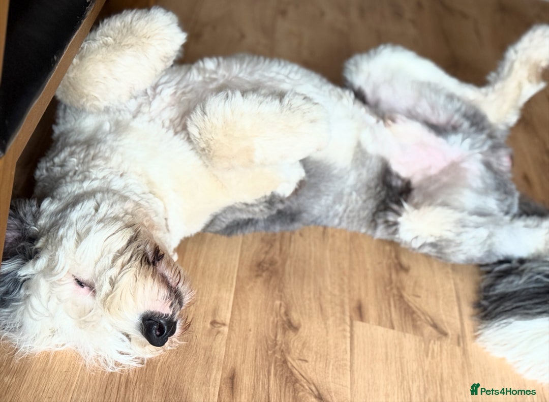 Old English Sheepdog dogs for stud: OLD ENGLISH SHEEPDOG for Stud KC Registered - Image 4