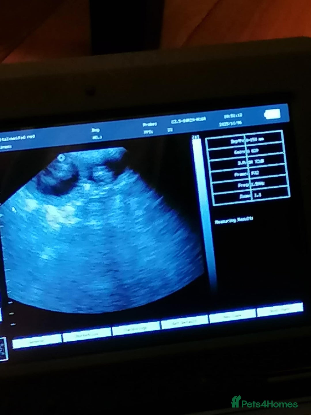 Biewer Terrier dogs for sale: Beautiful Biewer Terrier Pups - Image 5