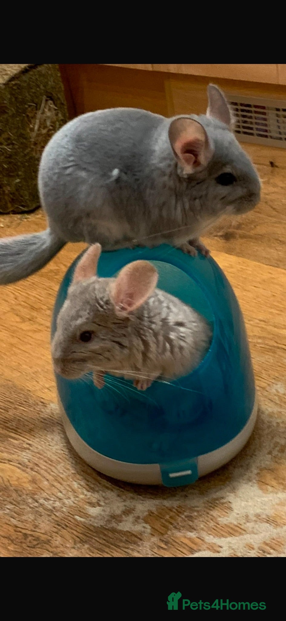 Chinchilla rodents 2 female chinchillas blue diamond beige with cage  - Advert 1