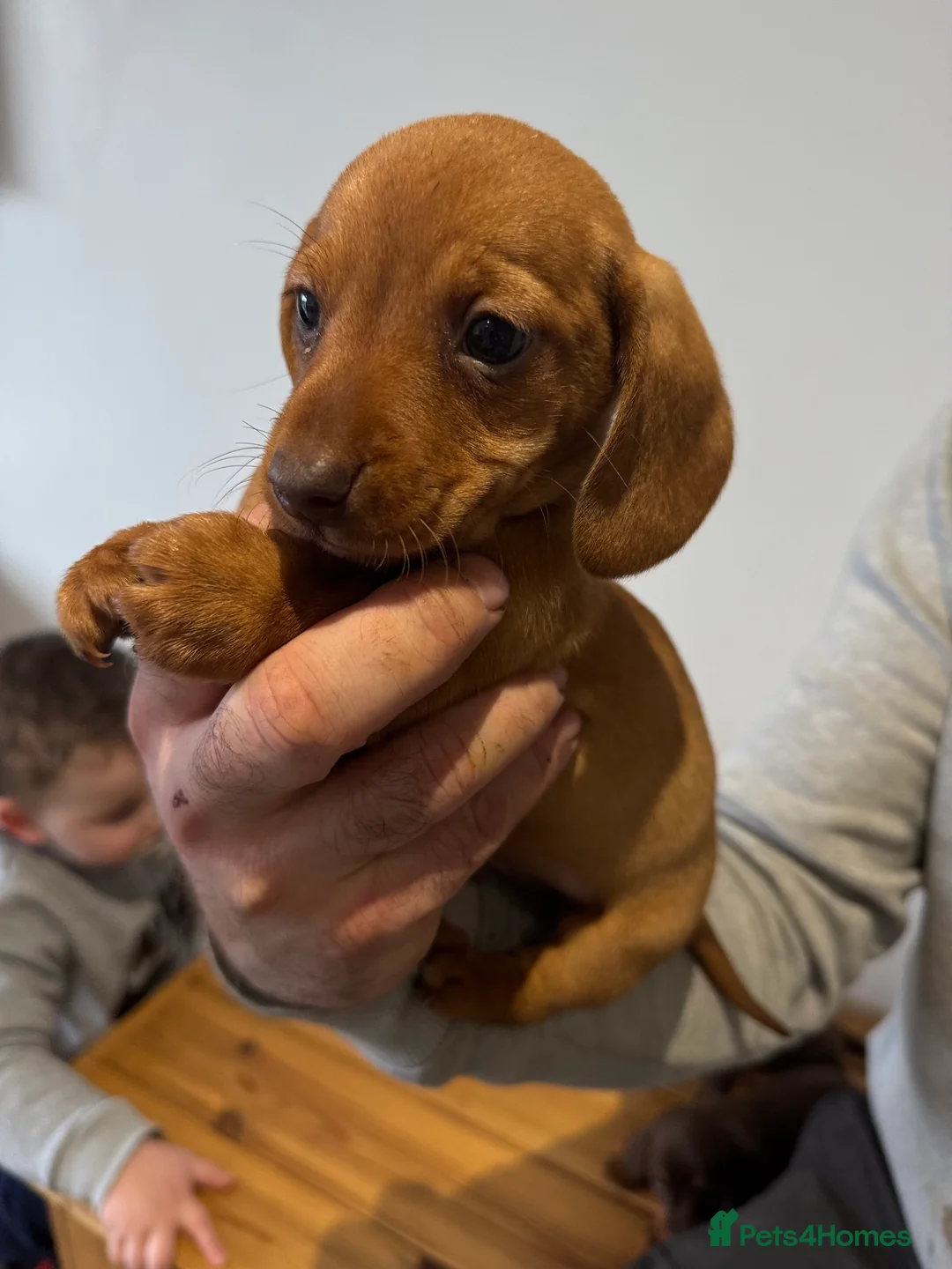 Miniature Dachshund dogs for sale: 4 gorgeous miniature dashaund puppies  - Advert 12