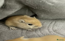 Gerbil rodents for sale: Biscuit/tan coloured baby gerbils - Image 1
