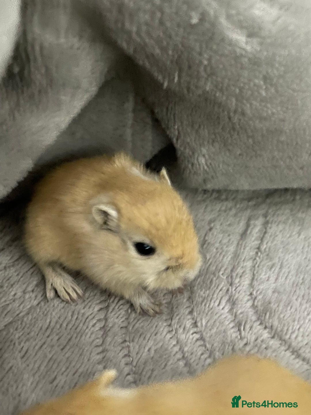 Gerbil rodents for sale: Biscuit/tan coloured baby gerbils - Image 1
