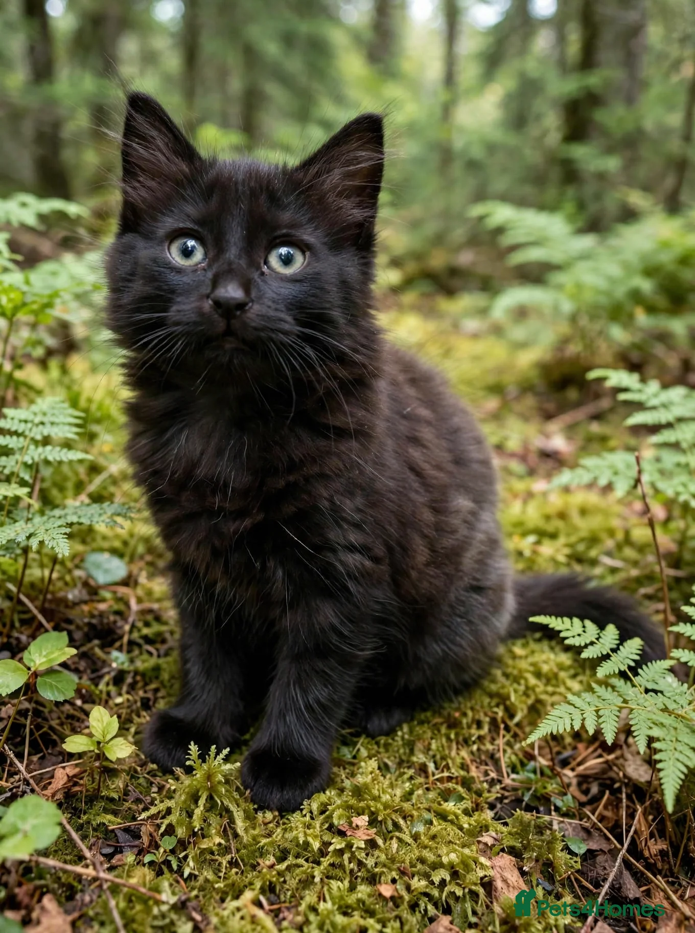 Mixed Breed cats Adorable kittens  - Advert 2