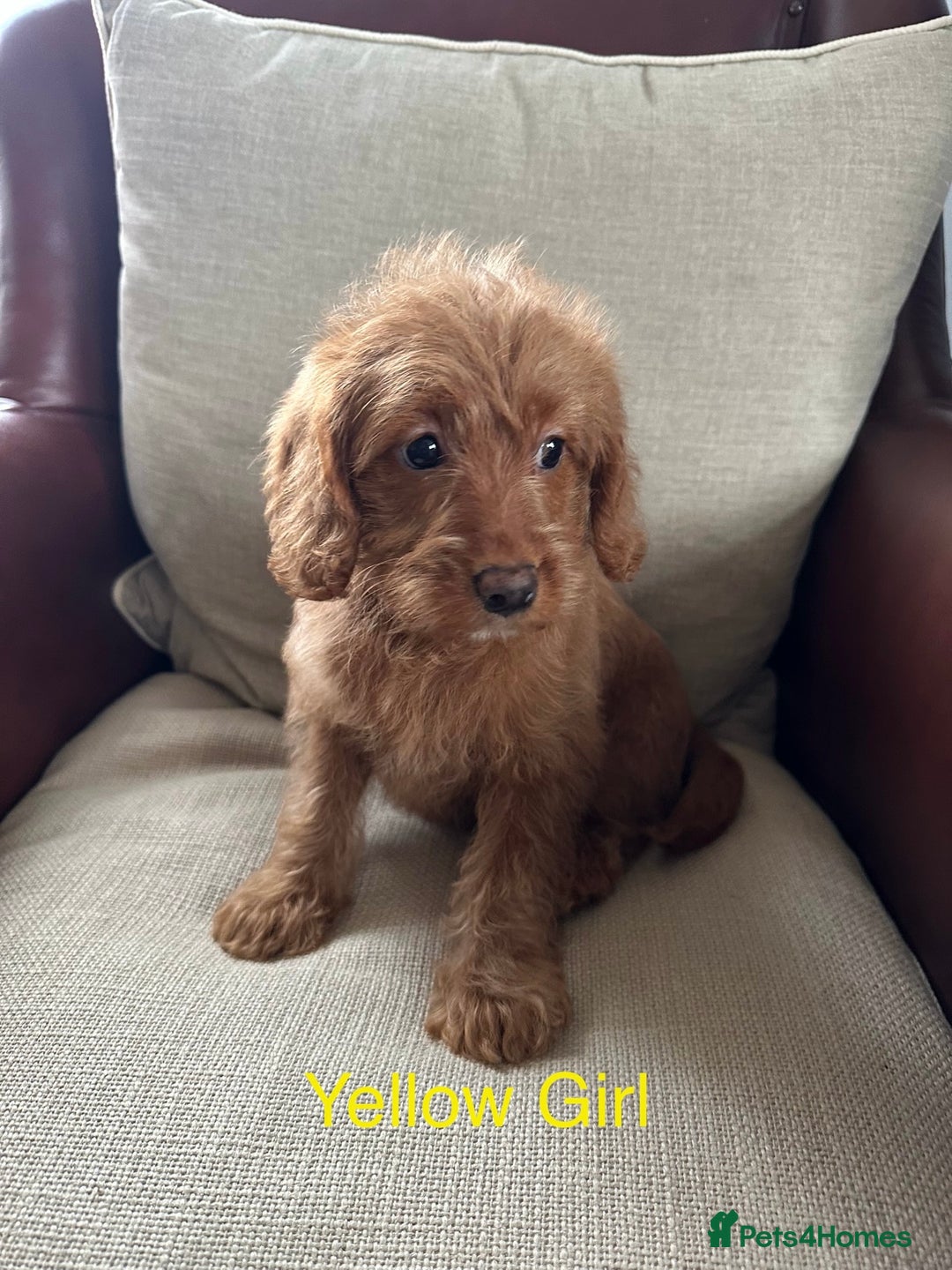 Labradoodle dogs for sale: Quality F1b Deep Red Miniature Labradoodles. - Advert 15