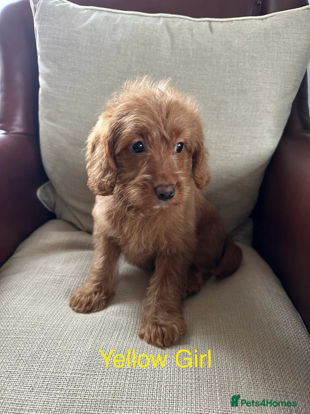 Labradoodle dogs for sale: Quality F1b Deep Red Miniature Labradoodles. - Advert 15