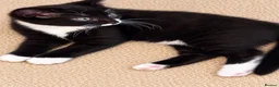 Mixed Breed cats for sale: Beautiful fluffy tuxedo kittens available now - Advert 17