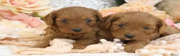 Cavapoo dogs for sale: *HEALTH TESTED* Cavapoo Puppies - Advert 10