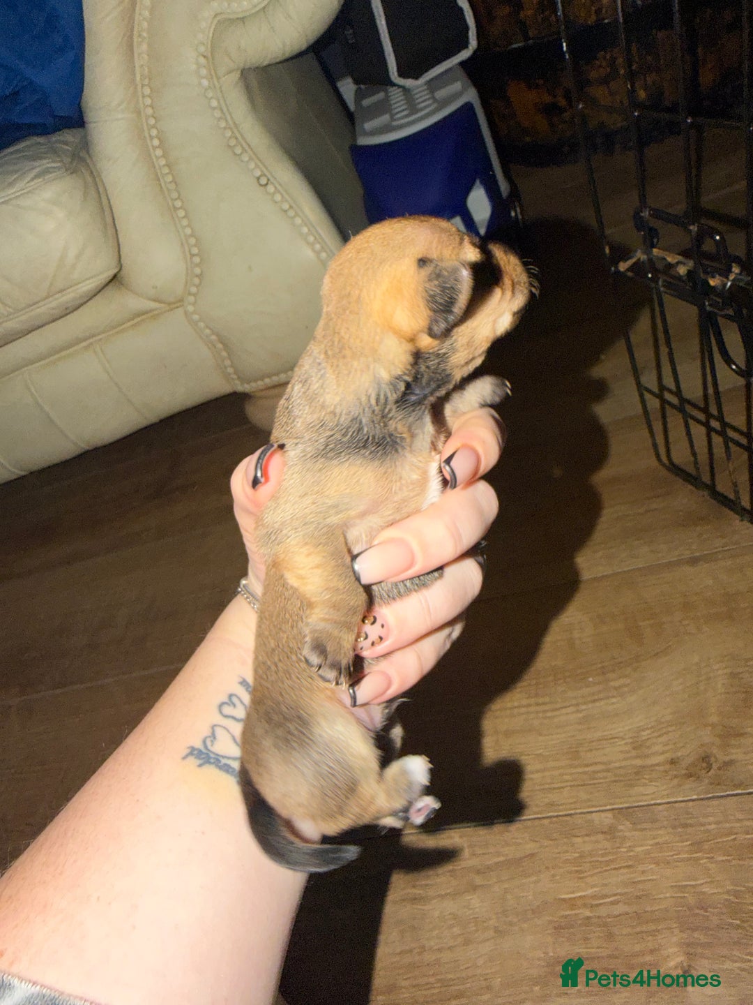 Chiweenie dogs for sale: Chiweenies  - Advert 10