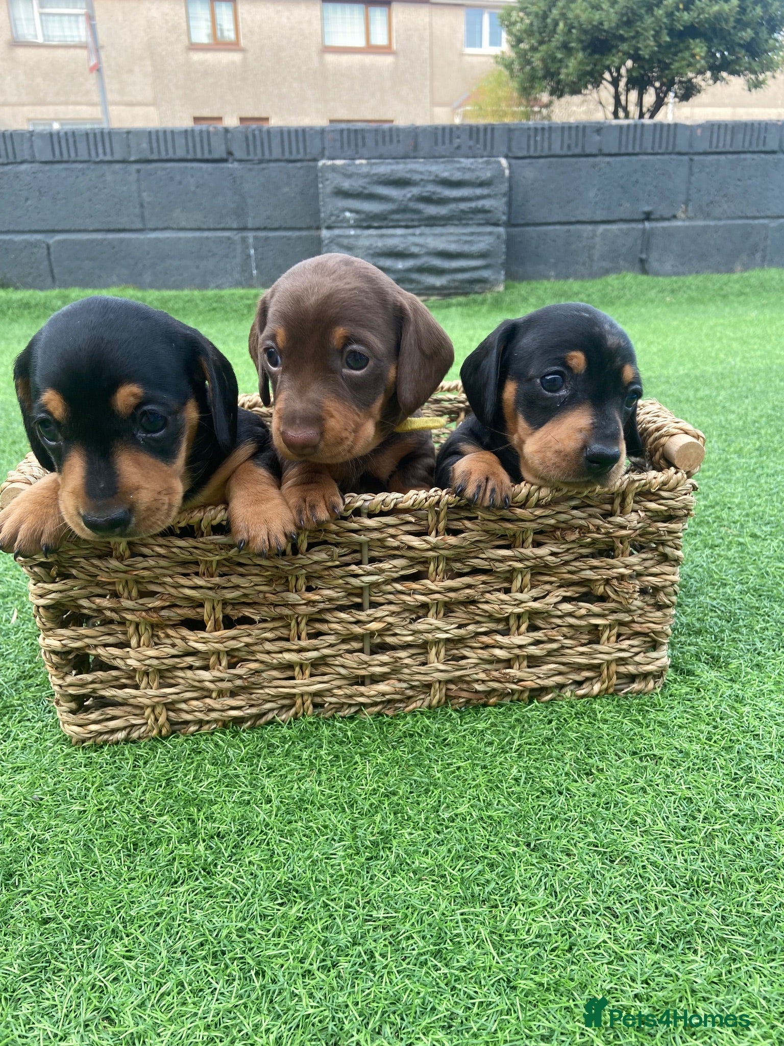 Miniature Dachshund dogs 3 beautiful girls  - Advert 17