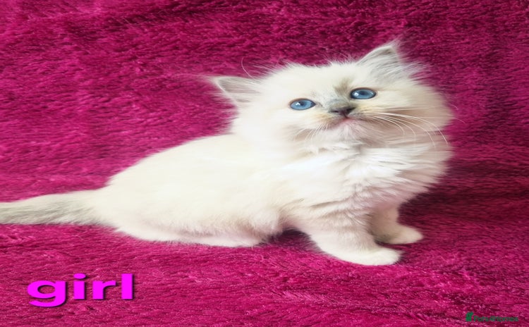 Ragdoll cats - Advert 4