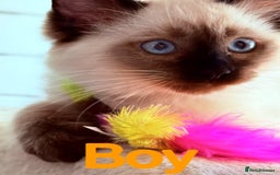 Ragdoll cats for sale: Last lovely ragdoll girl is waiting for U - Image 5