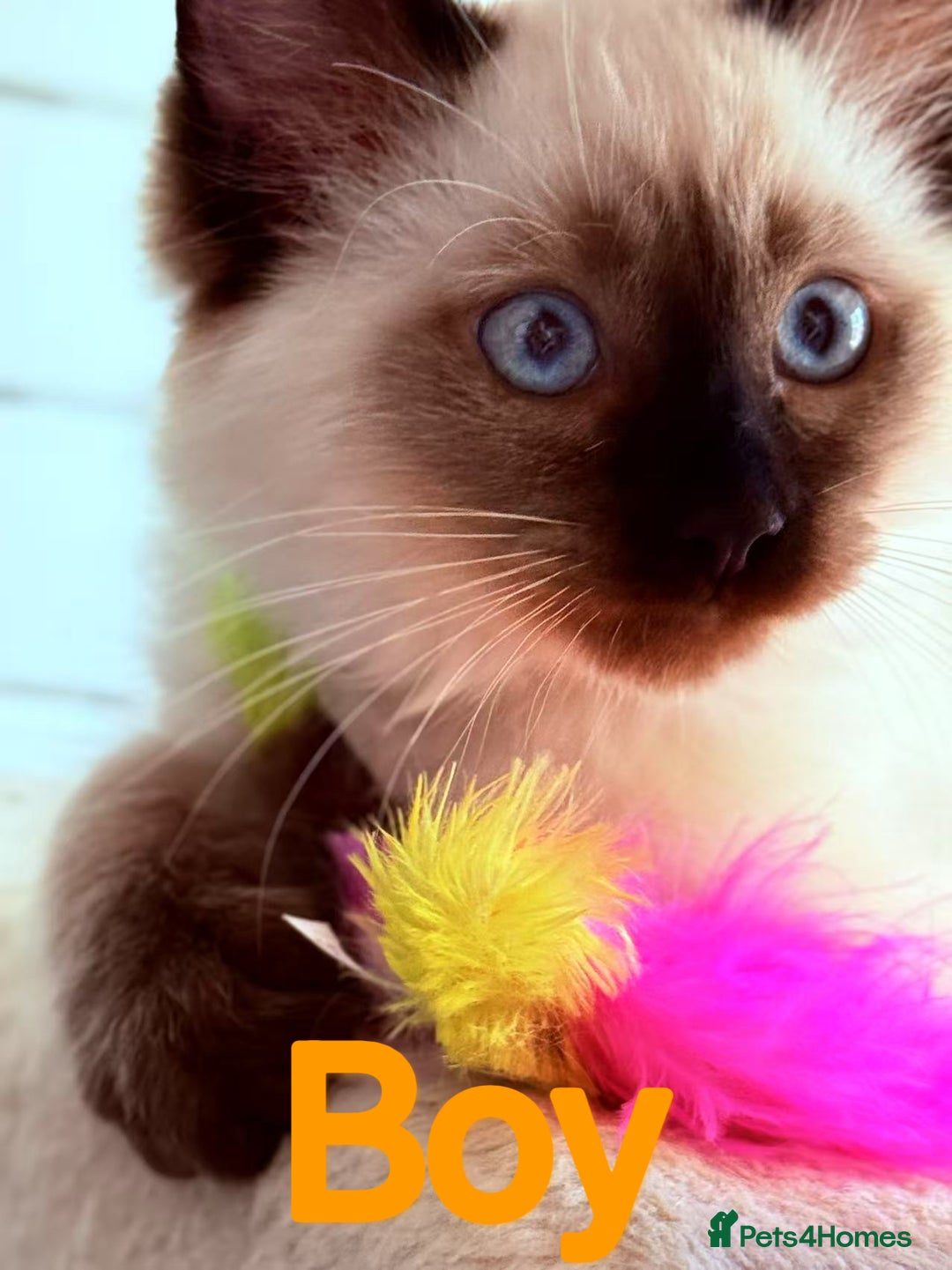 Ragdoll cats for sale: Last lovely ragdoll girl is waiting for U - Image 5