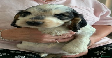 Cocker Spaniel dogs in Abergele - Advert 3
